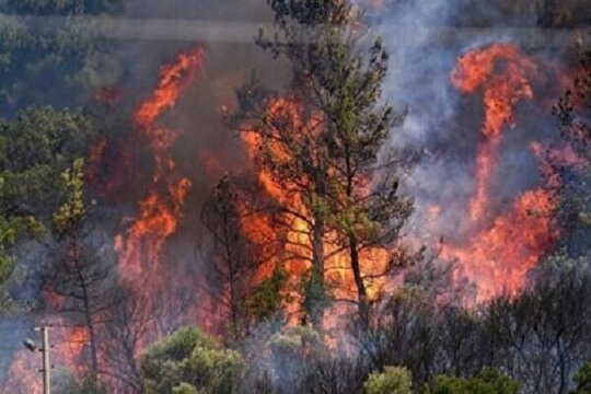 ۱۰ هکتار از اراضی جنگلی الیت چالوس نابود شد